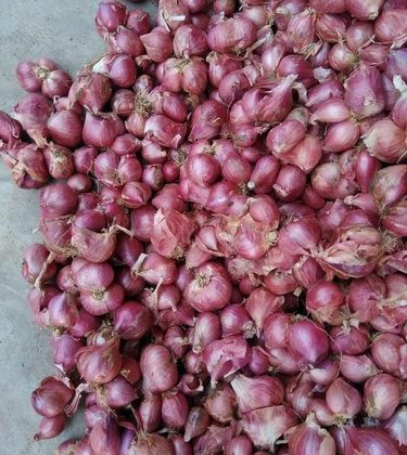 Small Red Shallot Onion