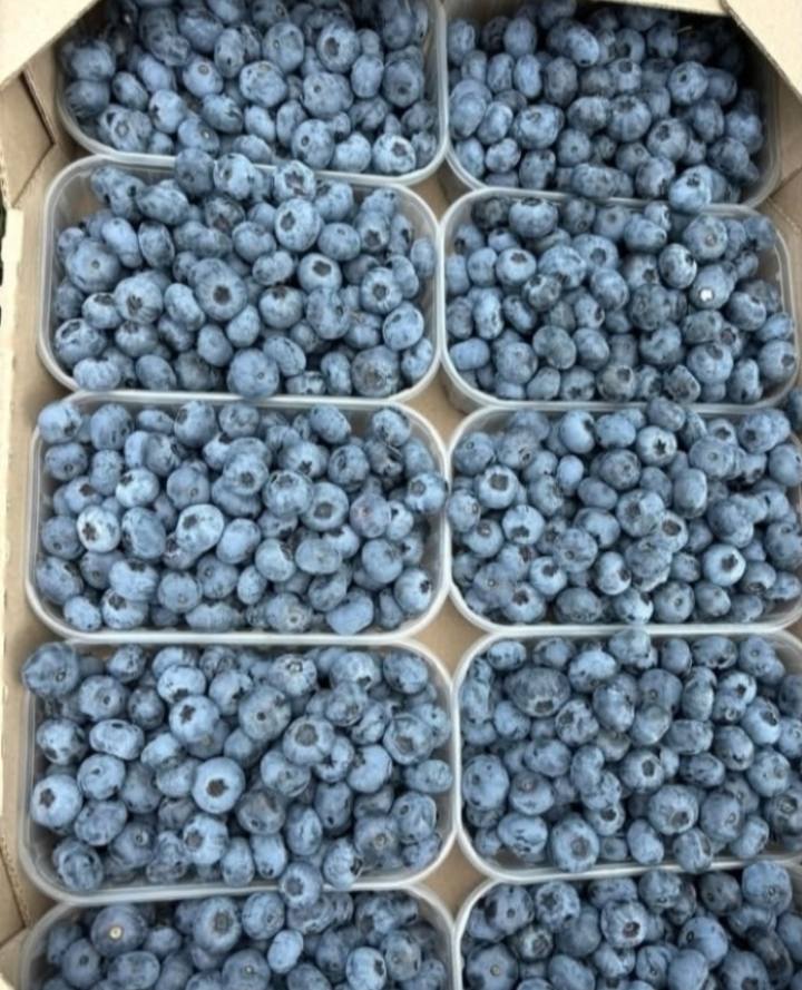 Blueberries - Image 4